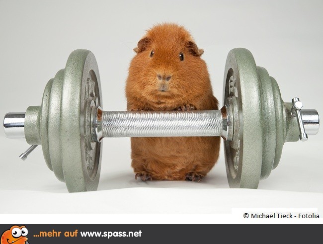 Meerschweinchen als Gewichtheber