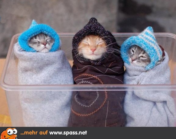 Drei warm eingepackte Katzen-Babys