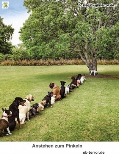 Hunde stehen zum Pinkeln am Baum an