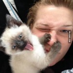 Katze streckt Zunge heraus