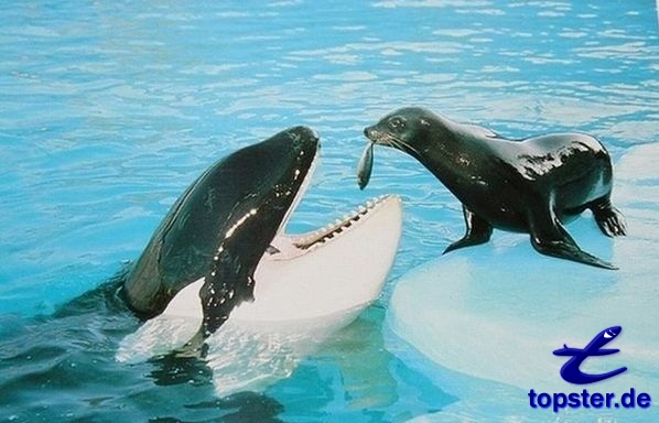 Top 10 Tiere