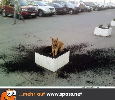 Blumenkübel als Hundeklo