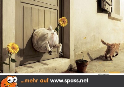Katze ärgert Hund