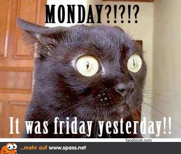 Monday Morning! Lustige Bilder auf