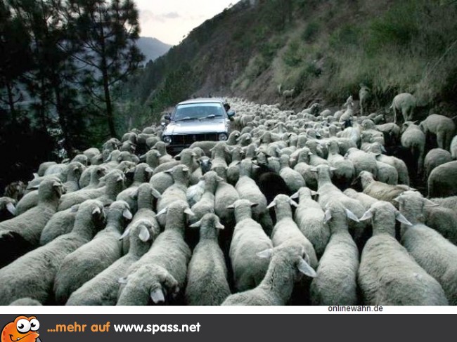 Get Schafe zaehlen lustig For iPhone Free