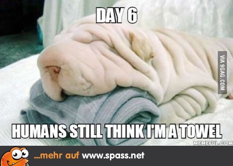 Getarnter Hund