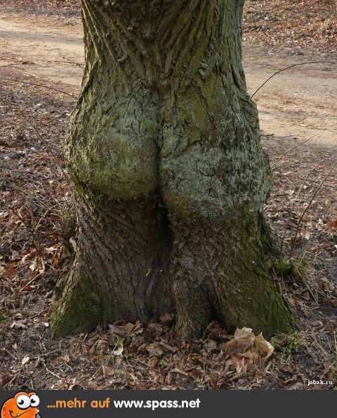 Knackiger Baum
