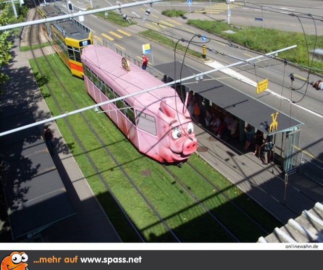 Schweine Bahn