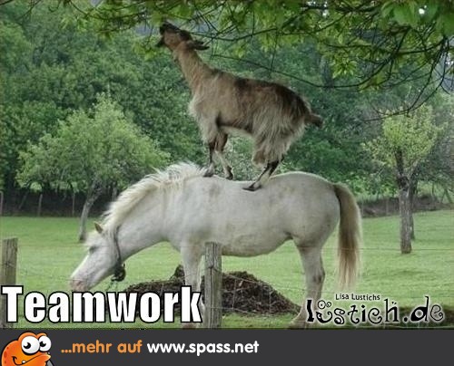 Teamwork! Lustige Bilder auf