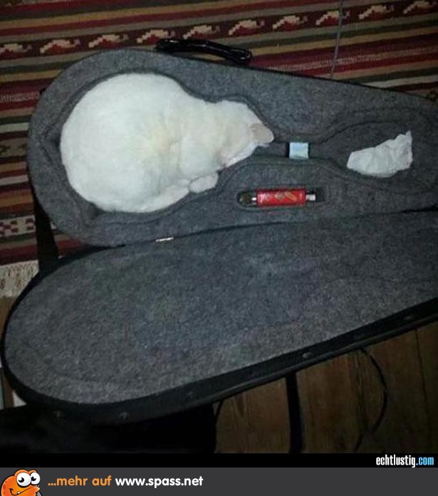 Anpassungsfaehige Katze