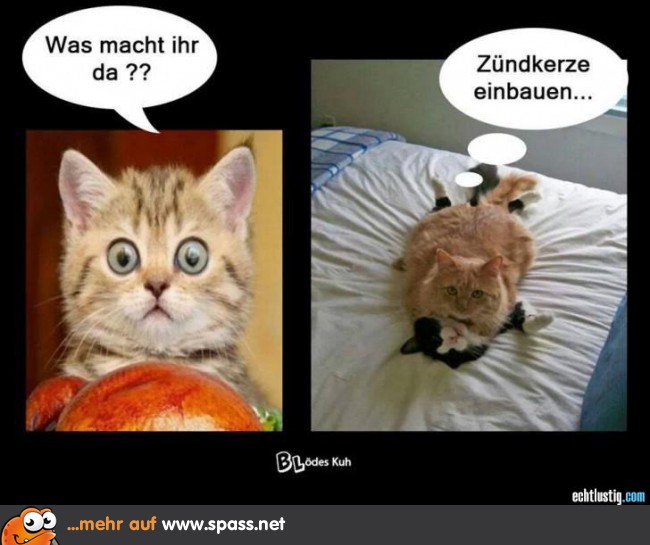 Erschrockene Katze