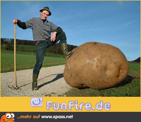 Kartoffel des Jahres