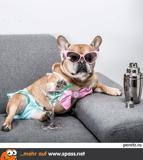 Luxus-Hund
