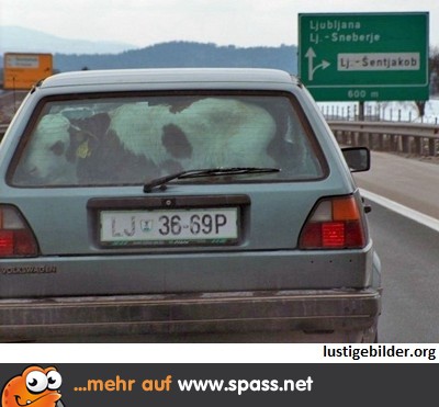 Kuh im Auto