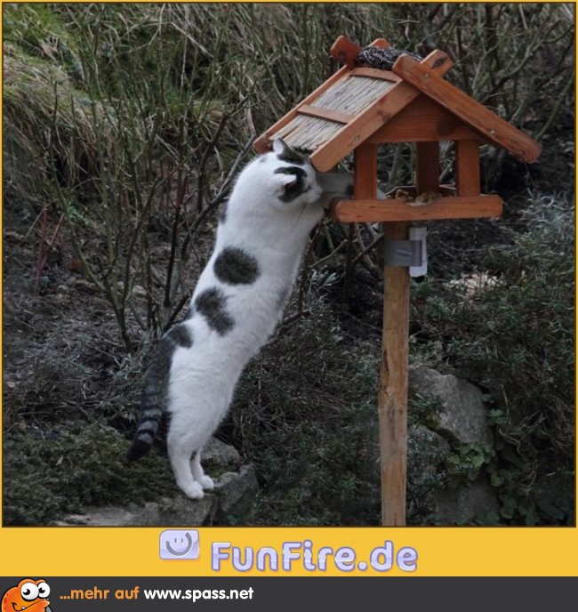 Ich krieg dich schon!