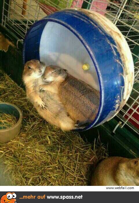 Liebe im Hamsterrad