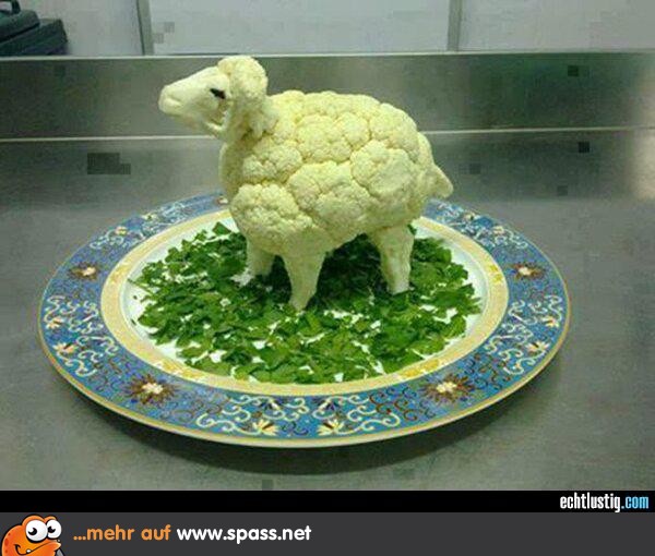 Blumenkohl-Schaf