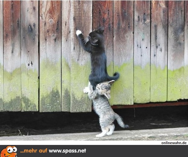 Katzen-Räuberleiter