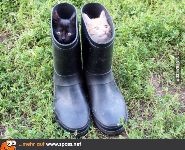 Der gekaterte Stiefel Lustige Bilder auf