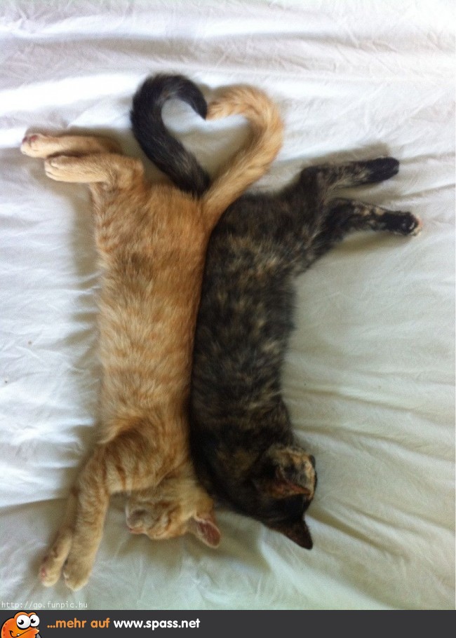 Katzenliebe Lustige Bilder auf