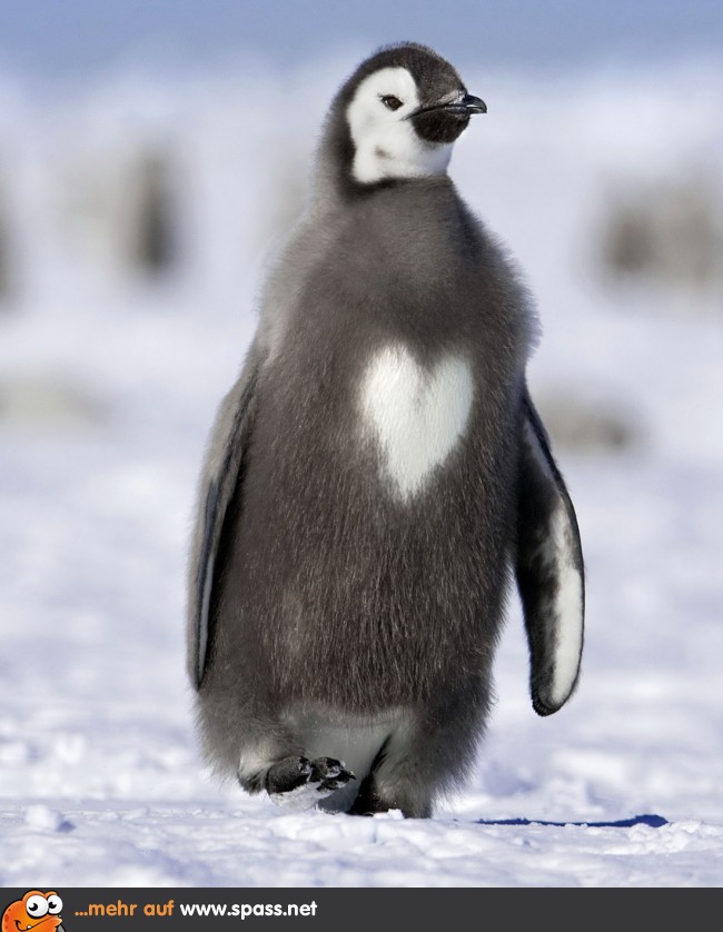 Das Herz Eines Pinguins Lustige Bilder Auf Spass Net