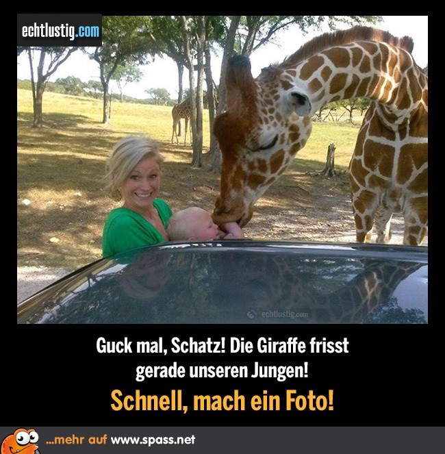 Hungrige Giraffe Lustige Bilder auf