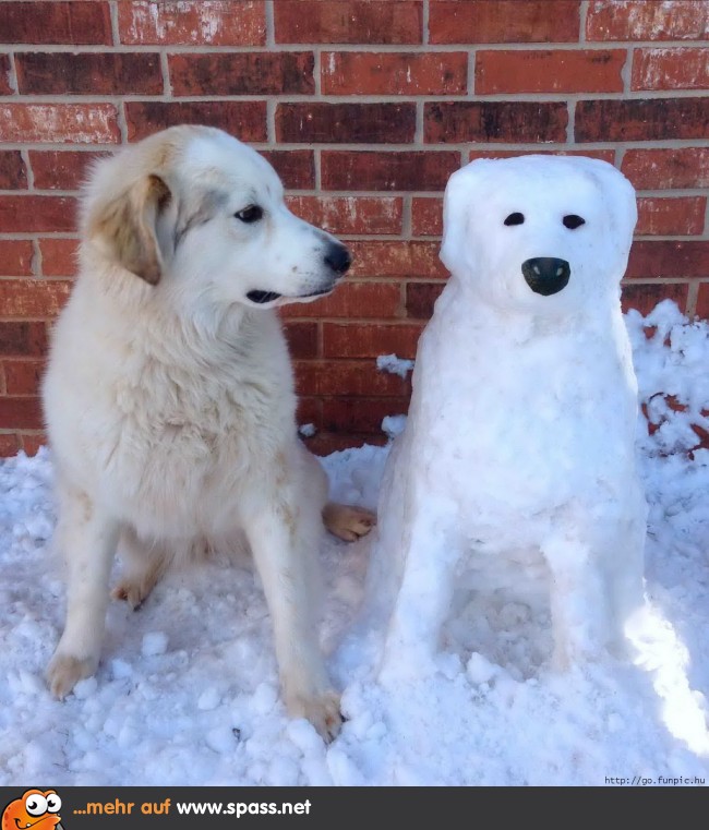 Schneehund Der Doppelgänger Lustige Bilder auf