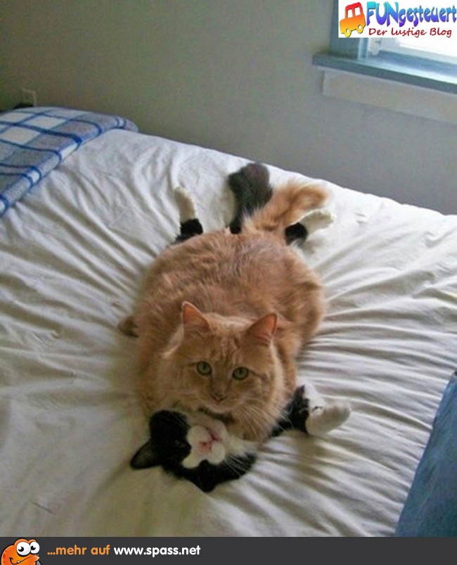Katzenliebe Lustige Bilder Auf Spass Net