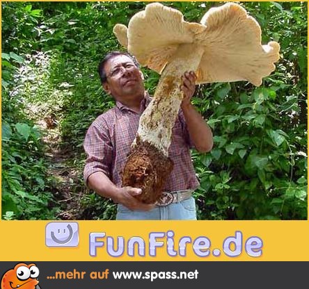 Riesiger Pilz Lustige Bilder auf
