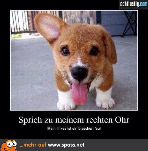Ich höre nur mit einem Ohr ^^ Lustige Bilder auf