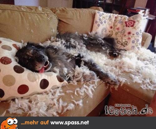 Wilder Hund Lustige Bilder auf
