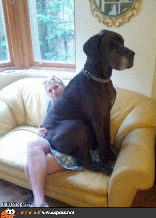 Lap_Dog3283-600x798.jpg