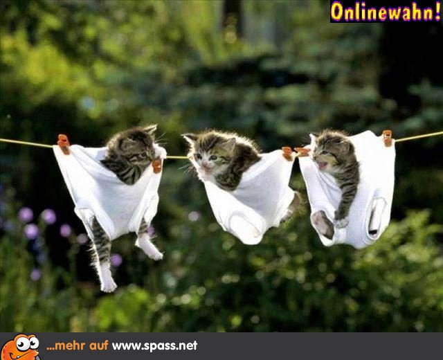 3 Katzenbabys Unterhosen