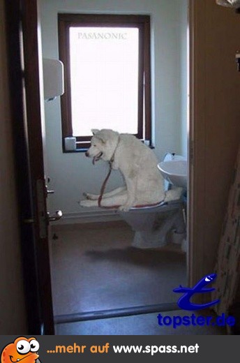 Hund auf Toilette