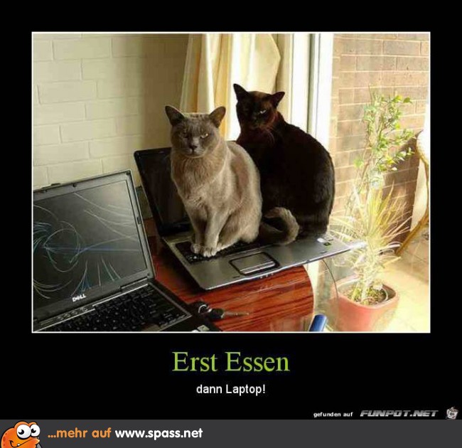 Erst Essen! Lustige Bilder auf