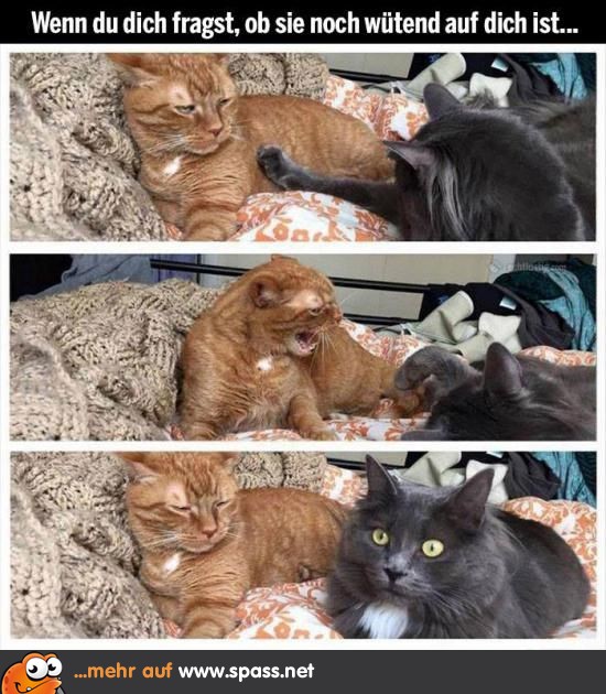 Get Lustige sprueche wuetend For Android Free Lustige Sprueche Wuetend