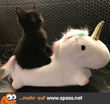 Auf Zum Regenbogen Lustige Bilder Auf Spass Net
