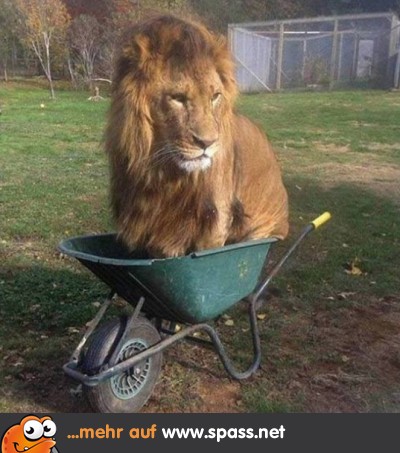 Picture Big Dog With Lion Mein Picture Big Dog With Lion Mein