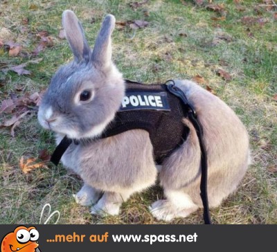 spass.net spass.net