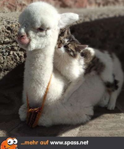 süße gezeichnete katzen