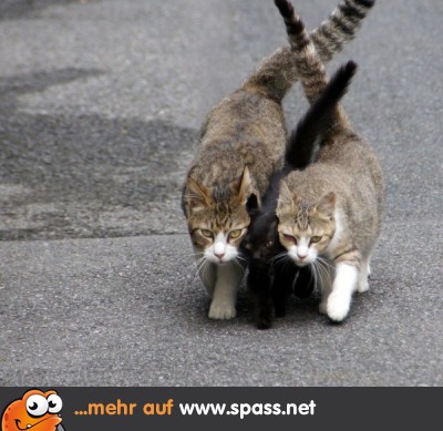 lustige bilder tiere hitze die bilder coleection lustige bilder tiere hitze die bilder coleection