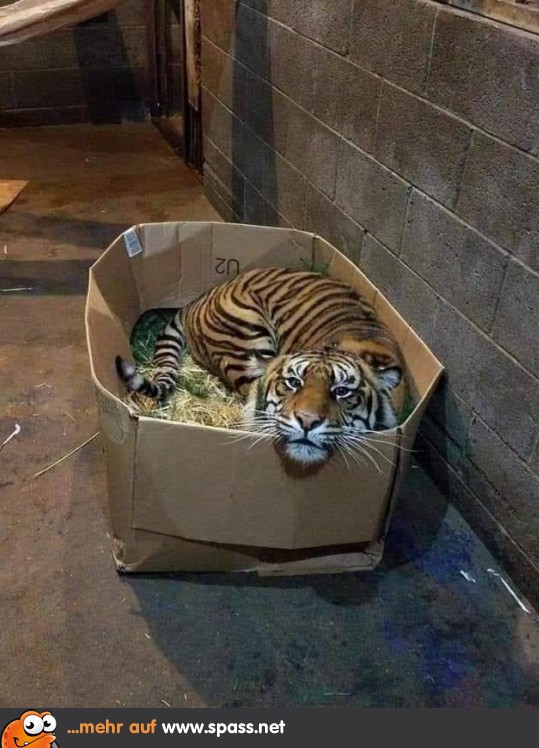 Katzen bleiben eben Katzen Lustige Bilder auf