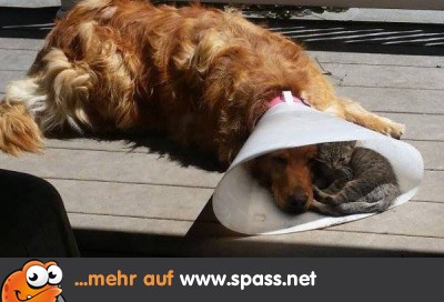 Featured image of post Lustige Bilder Mit Spr chen Tiere Ein weises zitat von joachim ringelnatz lautet