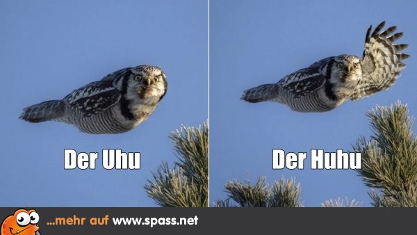Die zwei Arten des Uhu Lustige Bilder auf