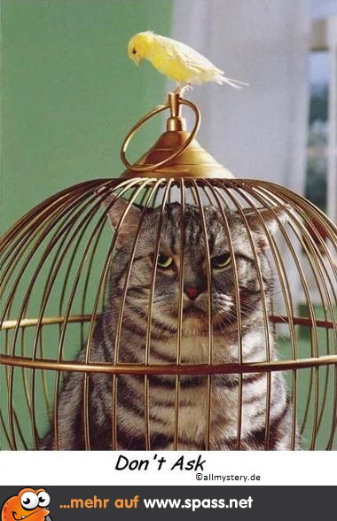 Katze im Käfig Lustige Bilder auf