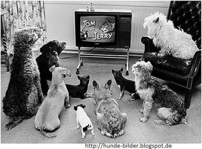 Hunde schauen Tom & Jerry
