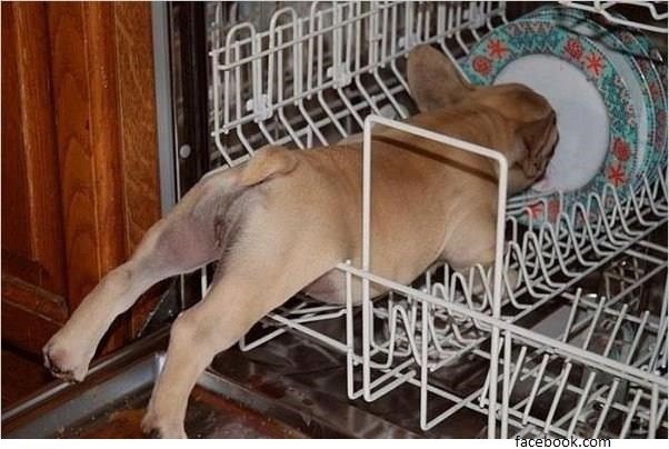 Hund in Spülmaschine