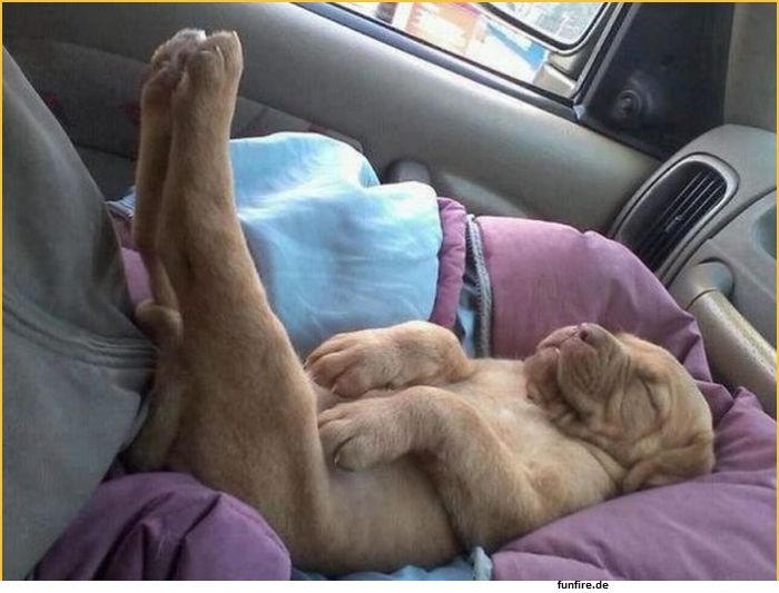Hund schläft im Auto