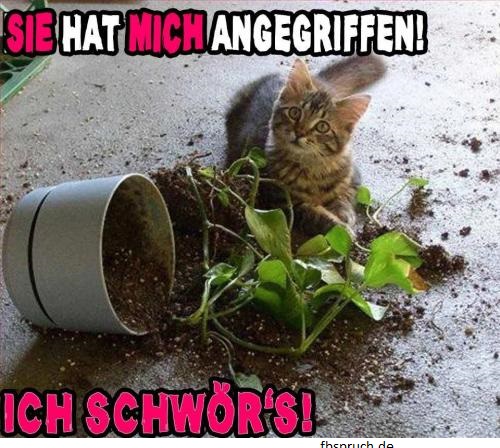 Katze mit zerbrochenen Blumentopf