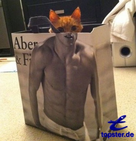 Katze in Einkaufstüte